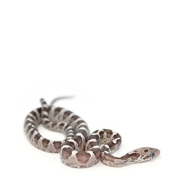 Granite Corn Snake